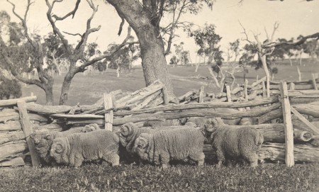 A black and white photograph of six rams standing beside a fence made from tree logs. In the background is a field and scattered trees.